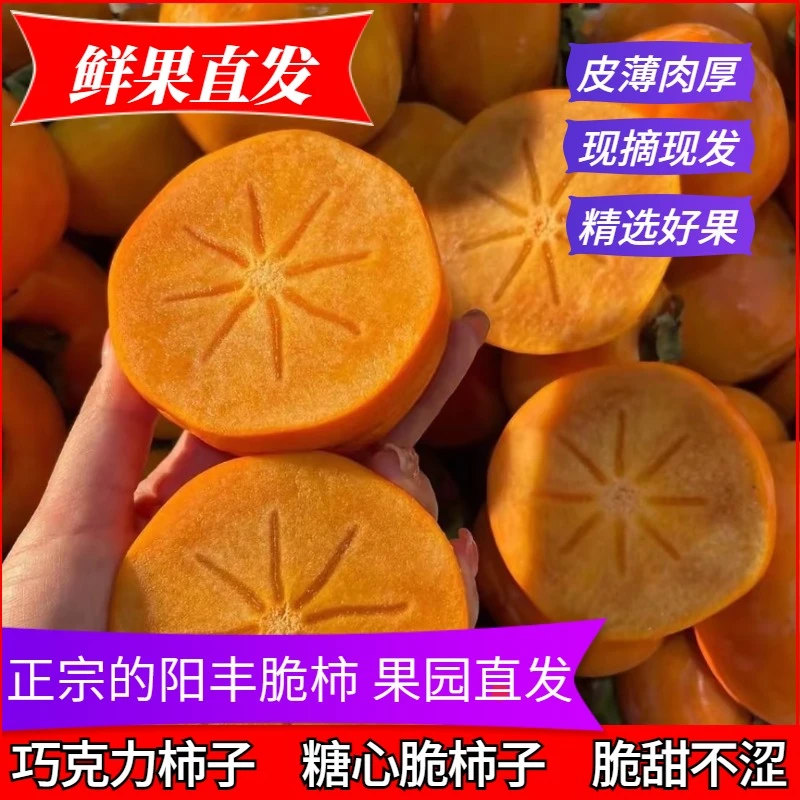 【冰糖心脆柿】2025年新鲜采摘山西阳丰脆柿子巧克力柿子果园直发