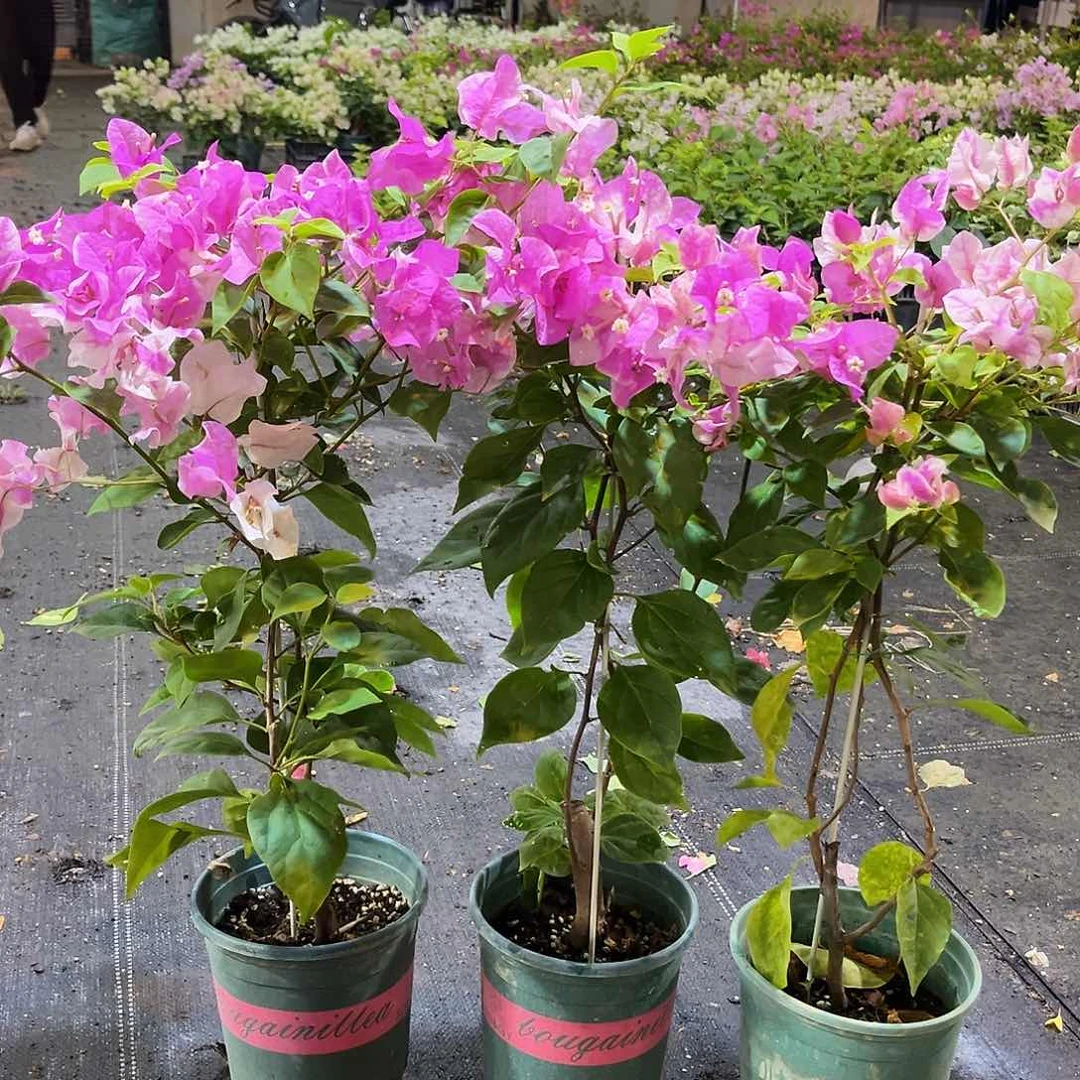 当前无花栽培后可以开花章红英带竹一颗