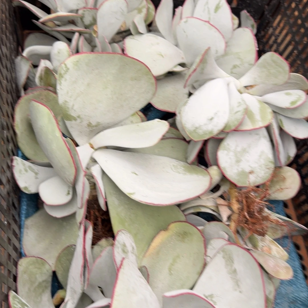 无花朵白眉大群