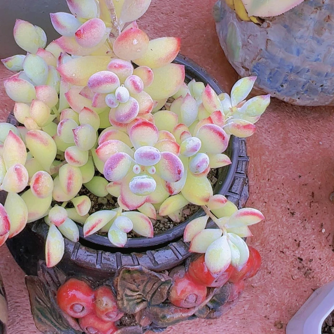 【闪购商品】达摩福娘多肉