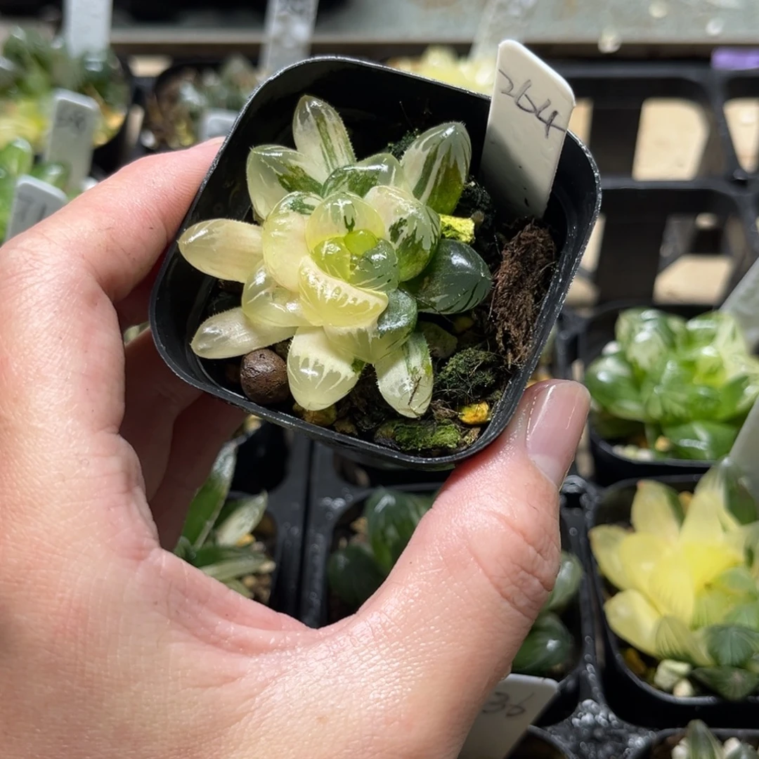 264玛琳玉露锦一物一拍