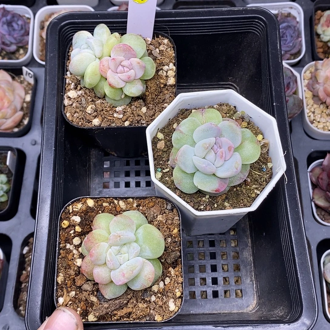 不***甜385冰玉石化锦三颗