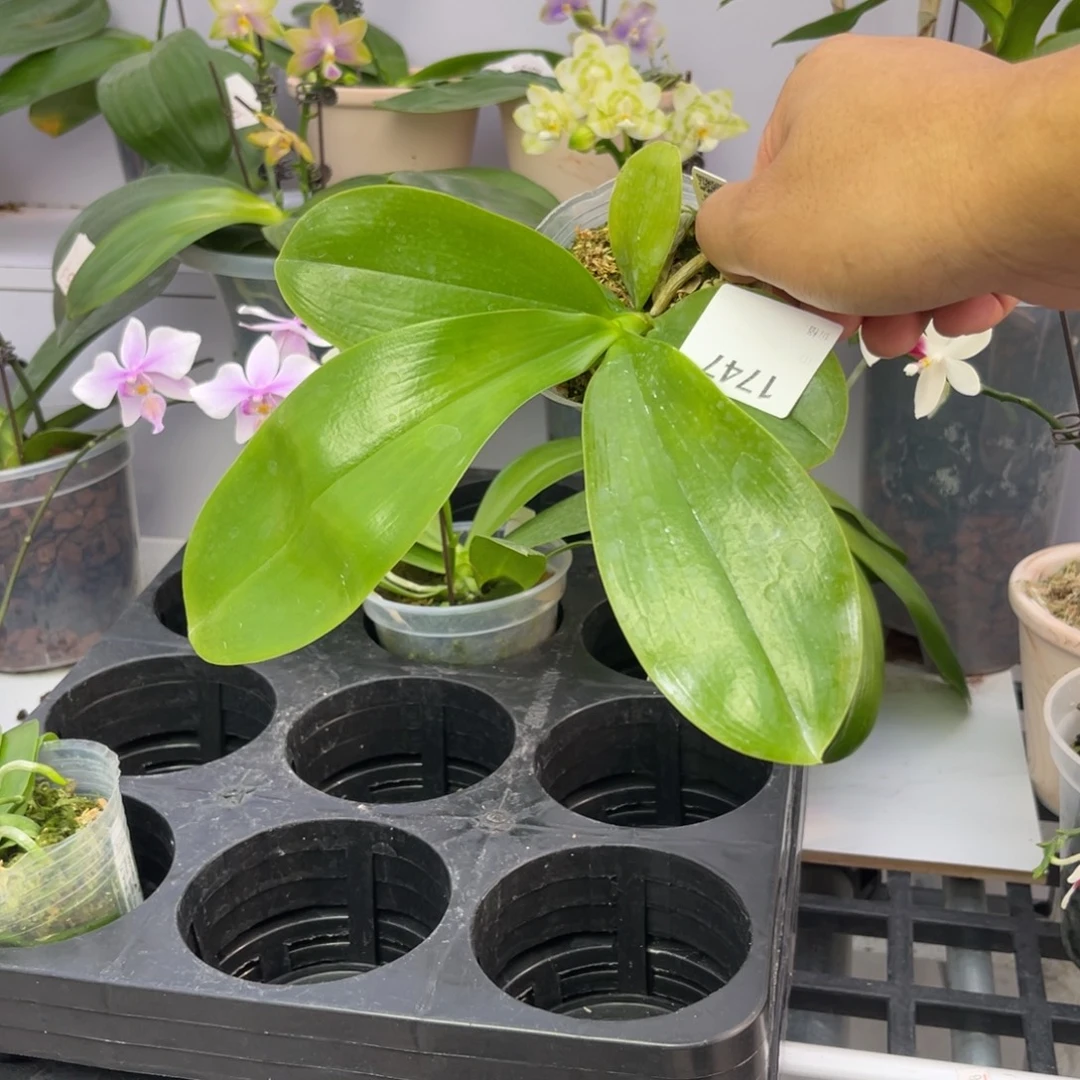 完全开放1747 2.5寸23YC紫虎交粉文森实生苗一物一拍