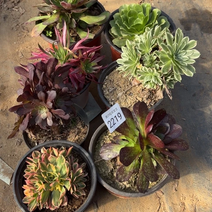 7颗多肉法师2219