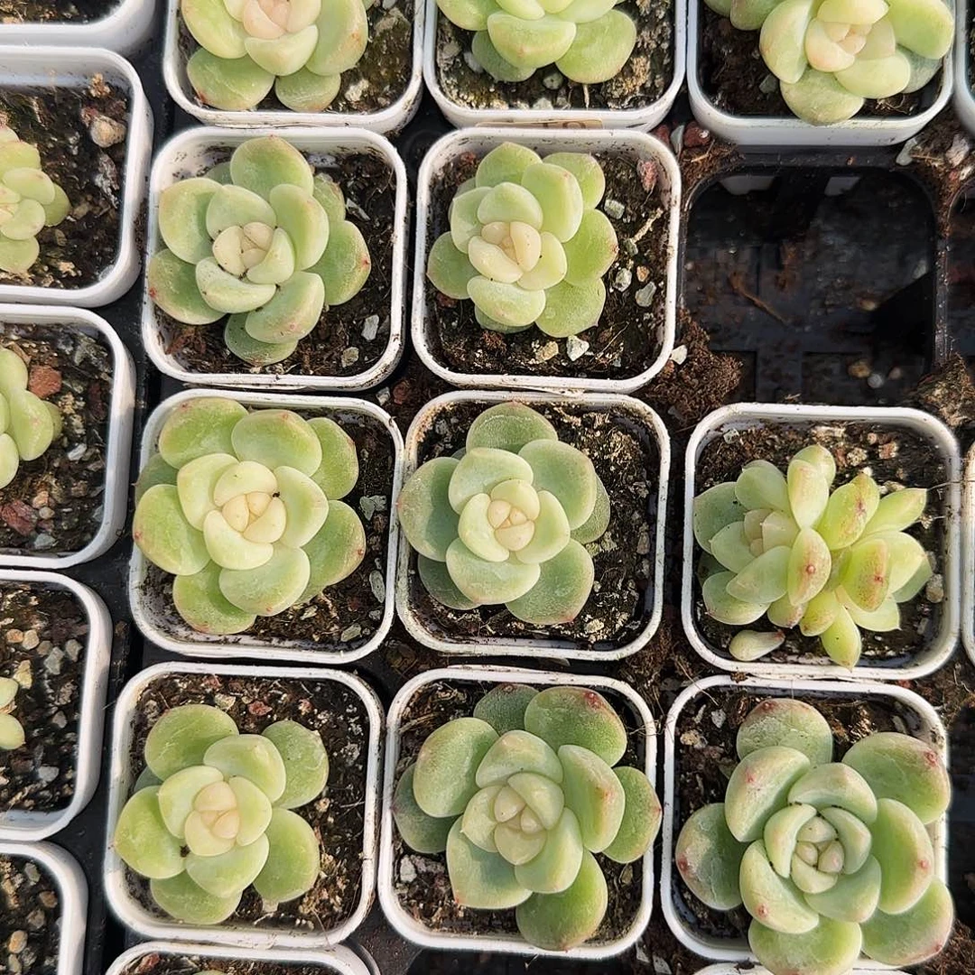 明月果冻T0盆三号床一个满25包邮