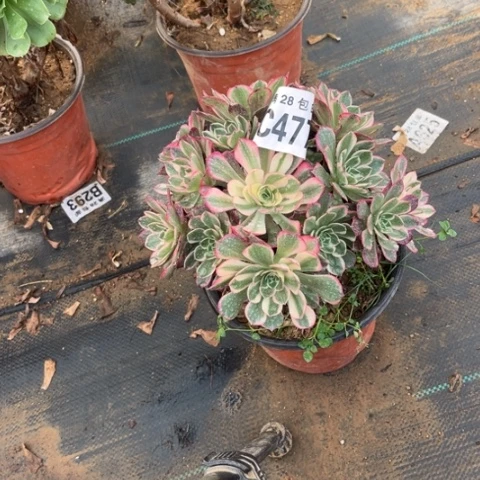 477海王不包断枝