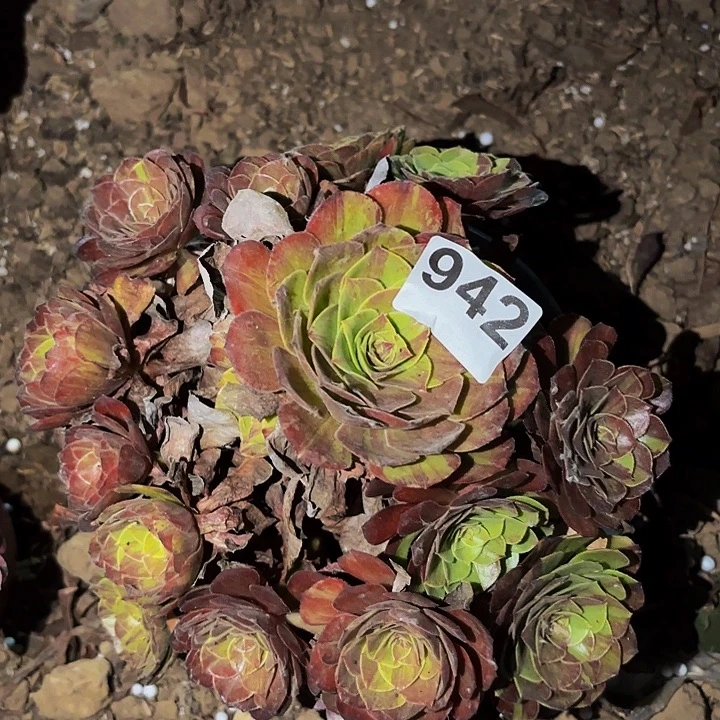 942花月夜多肉植物不售后处理