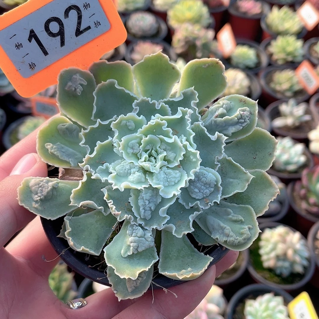 衹园之192号多肉植物
