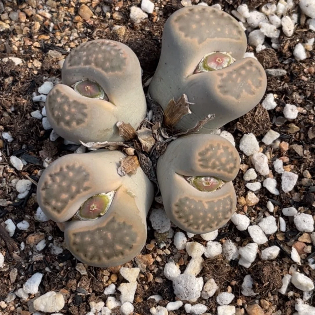 非偏远满20包邮242