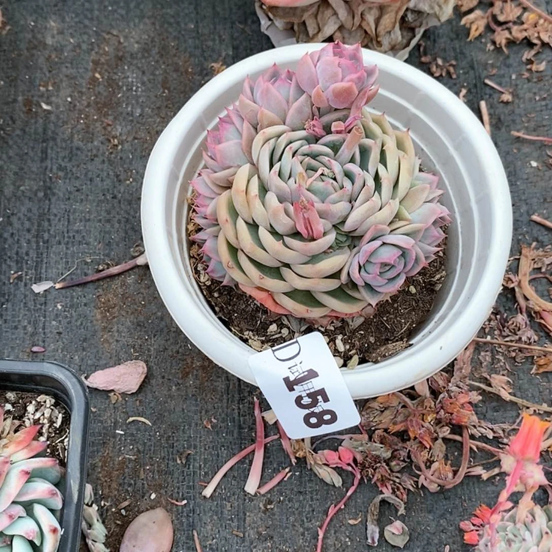 少****罗158贝利娜多肉植物