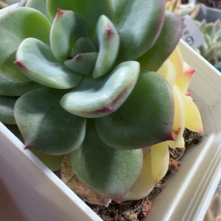 三文鱼锦多肉植物2486