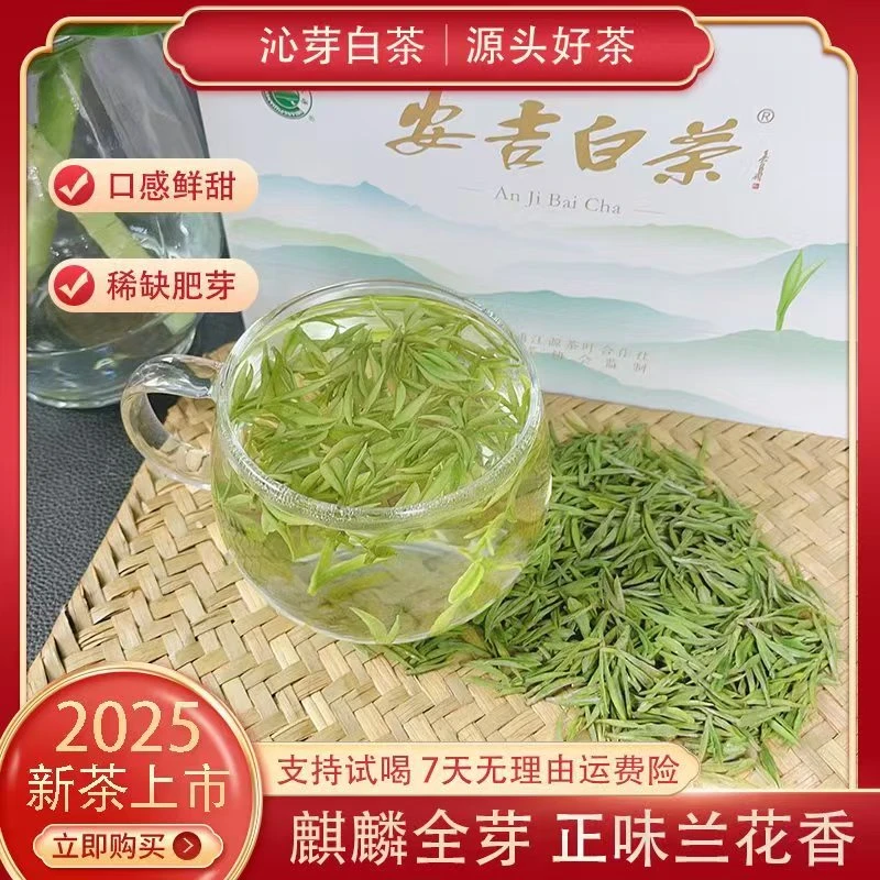 【麒麟全芽】25年头春头采安吉白茶明前绿茶兰香鲜汤清香