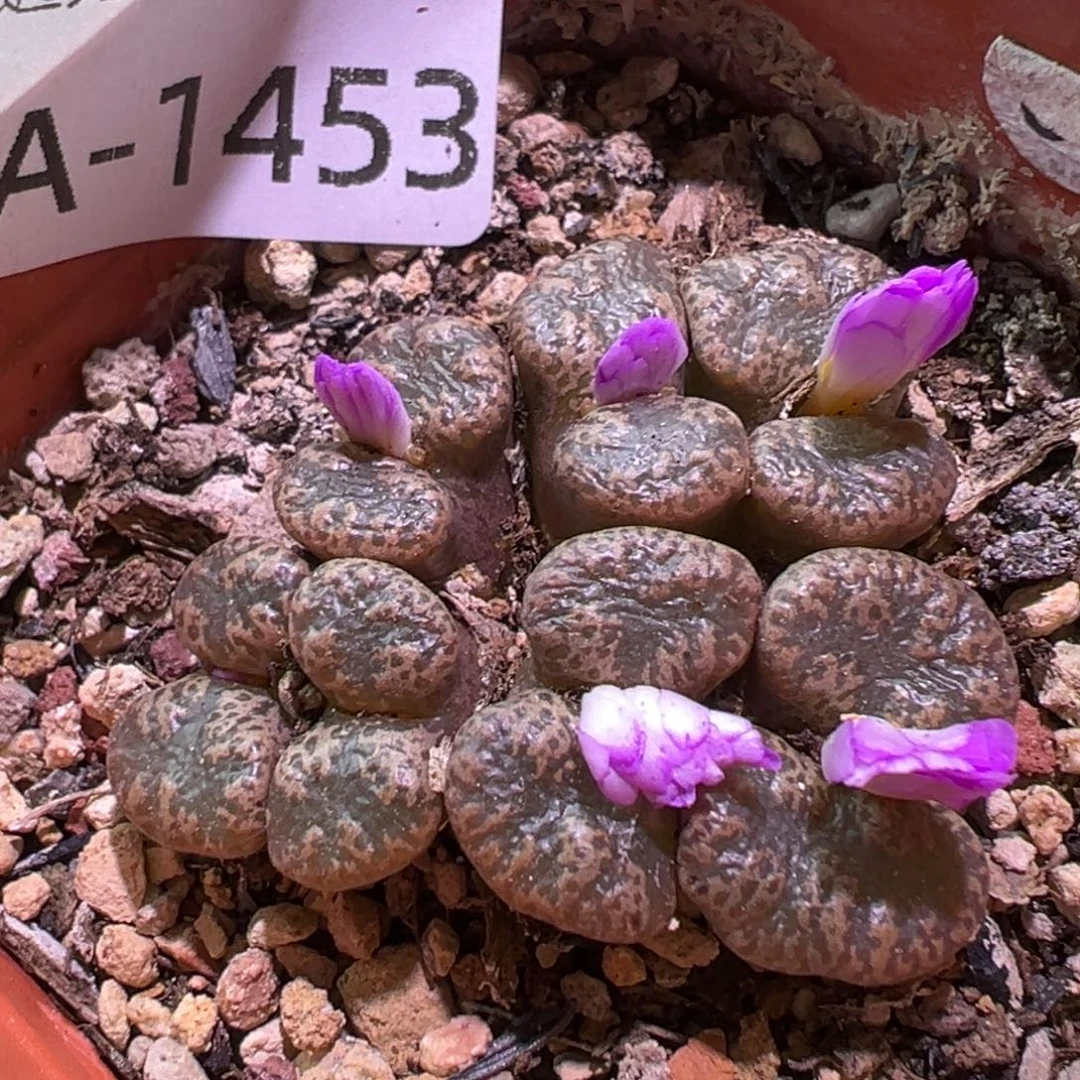 多肉植物111111111111