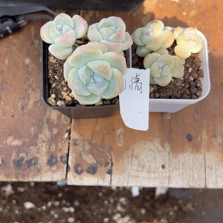 小倩一物一拍专拍