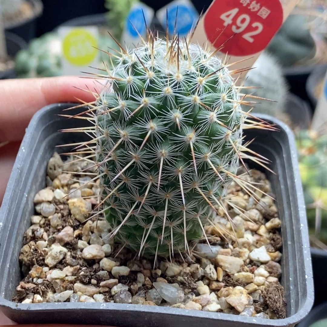 实生特选长刺白王丸3.3cm