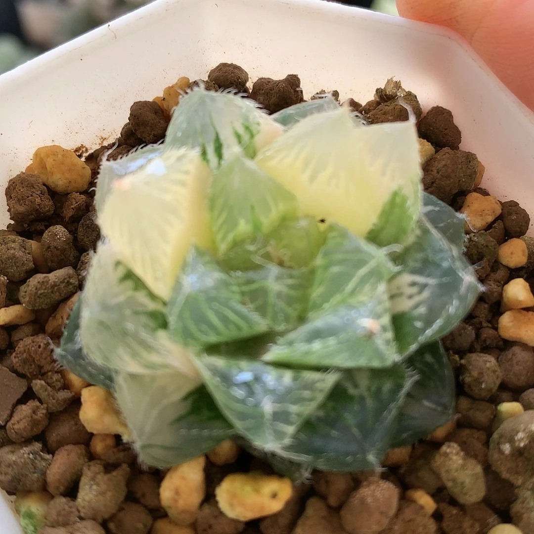 巨大化冰魄玉露锦带盆