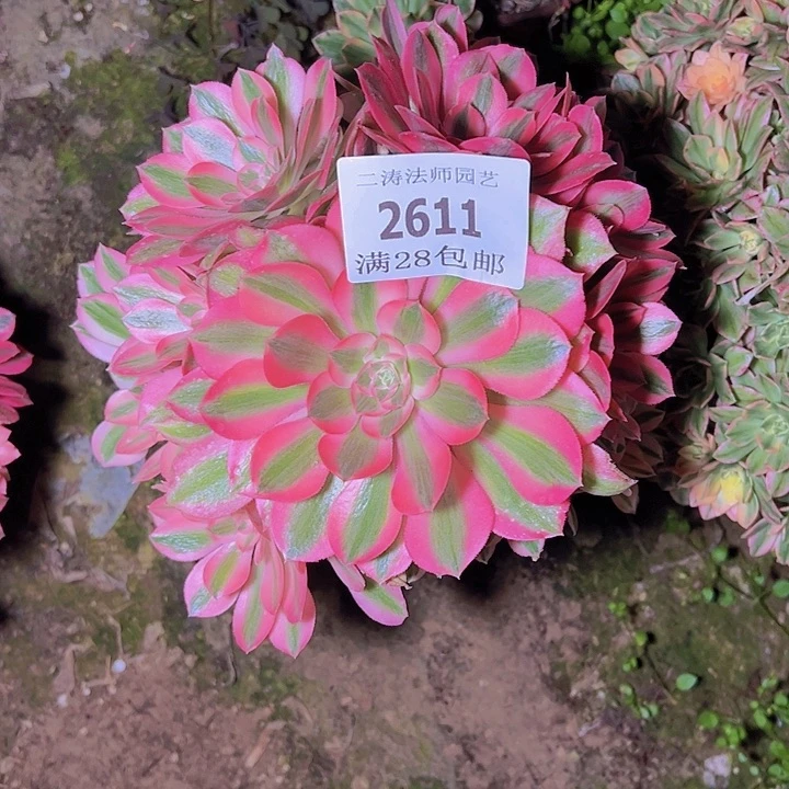 2611粉女巫多肉植物老桩