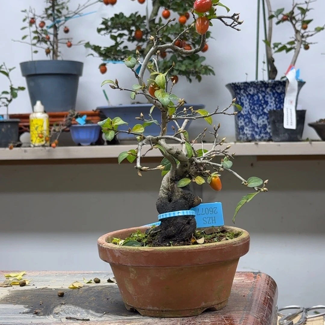 路***态无花朵220顺丰到付不包邮