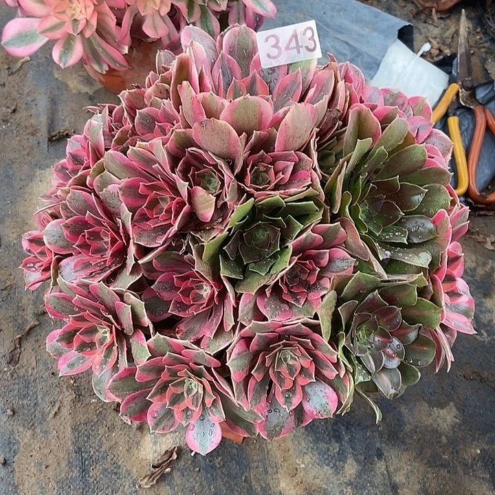 粉女妖343多肉不包断