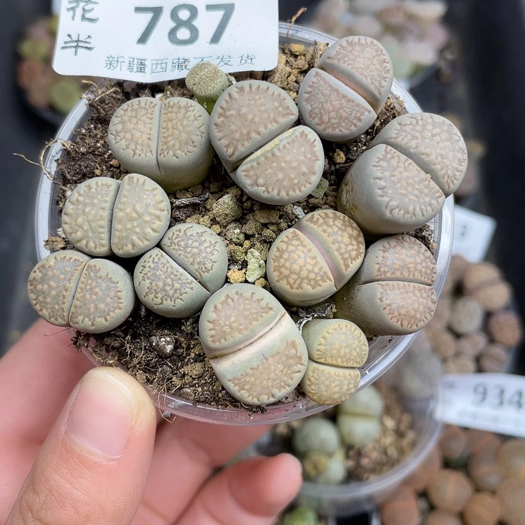 78700000花花花花花花