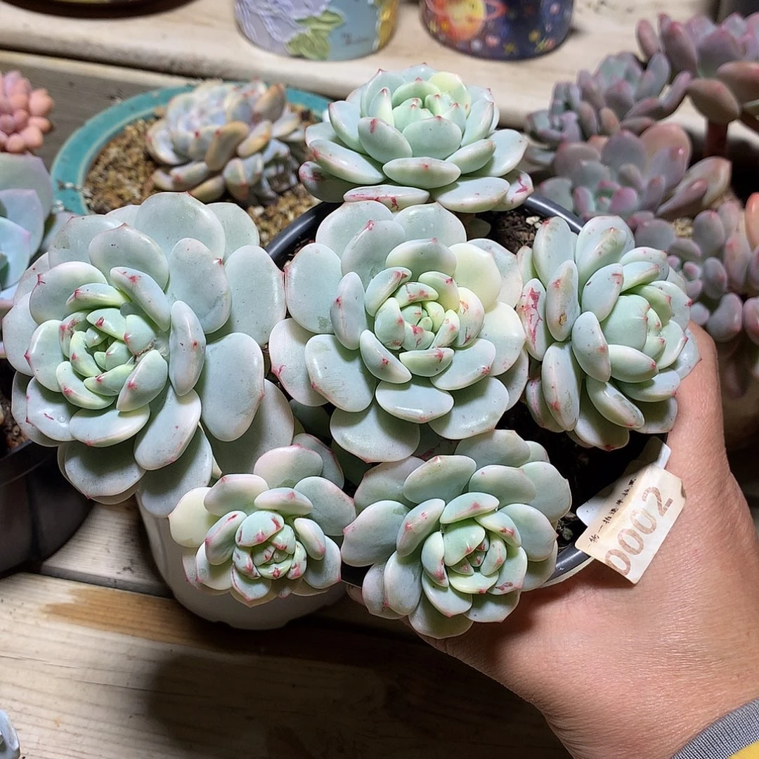 0002香草锦多肉一颗18厘米