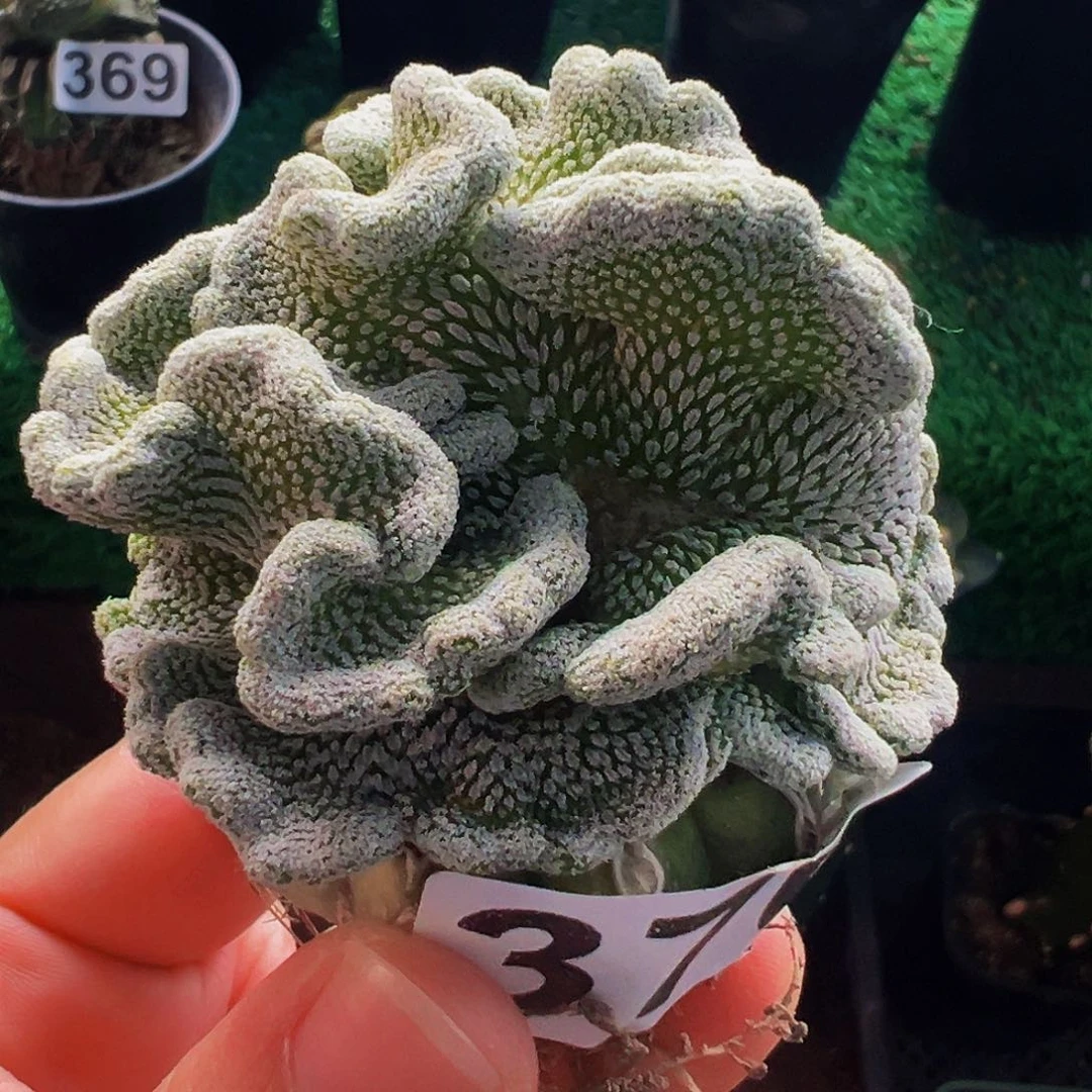 无花朵福利精巧丸缀化370