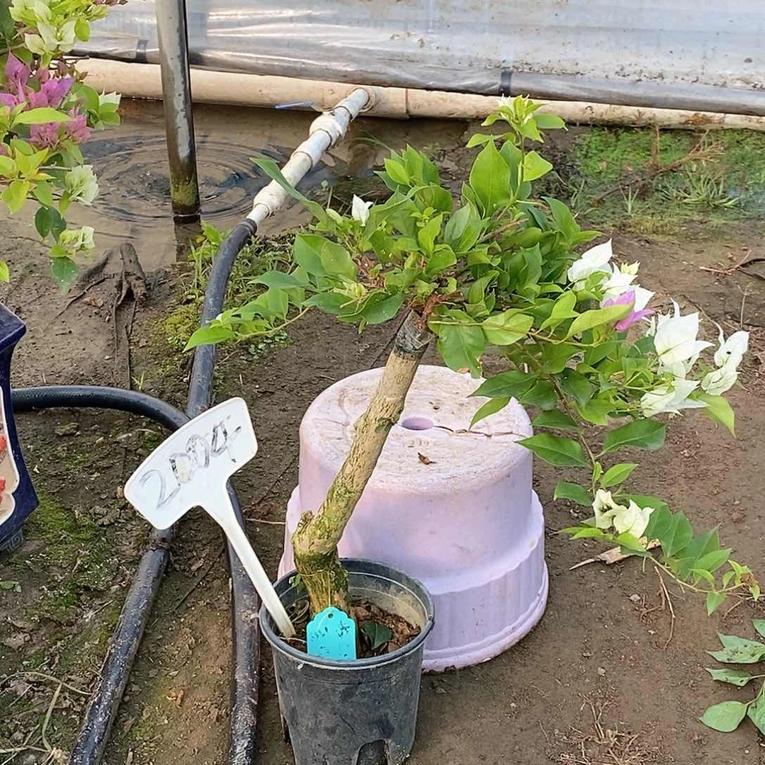 大部分开放少量花苞双拼豹子2004