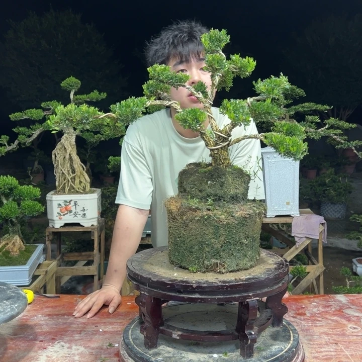 无花朵广东皱皮雀舌黄杨