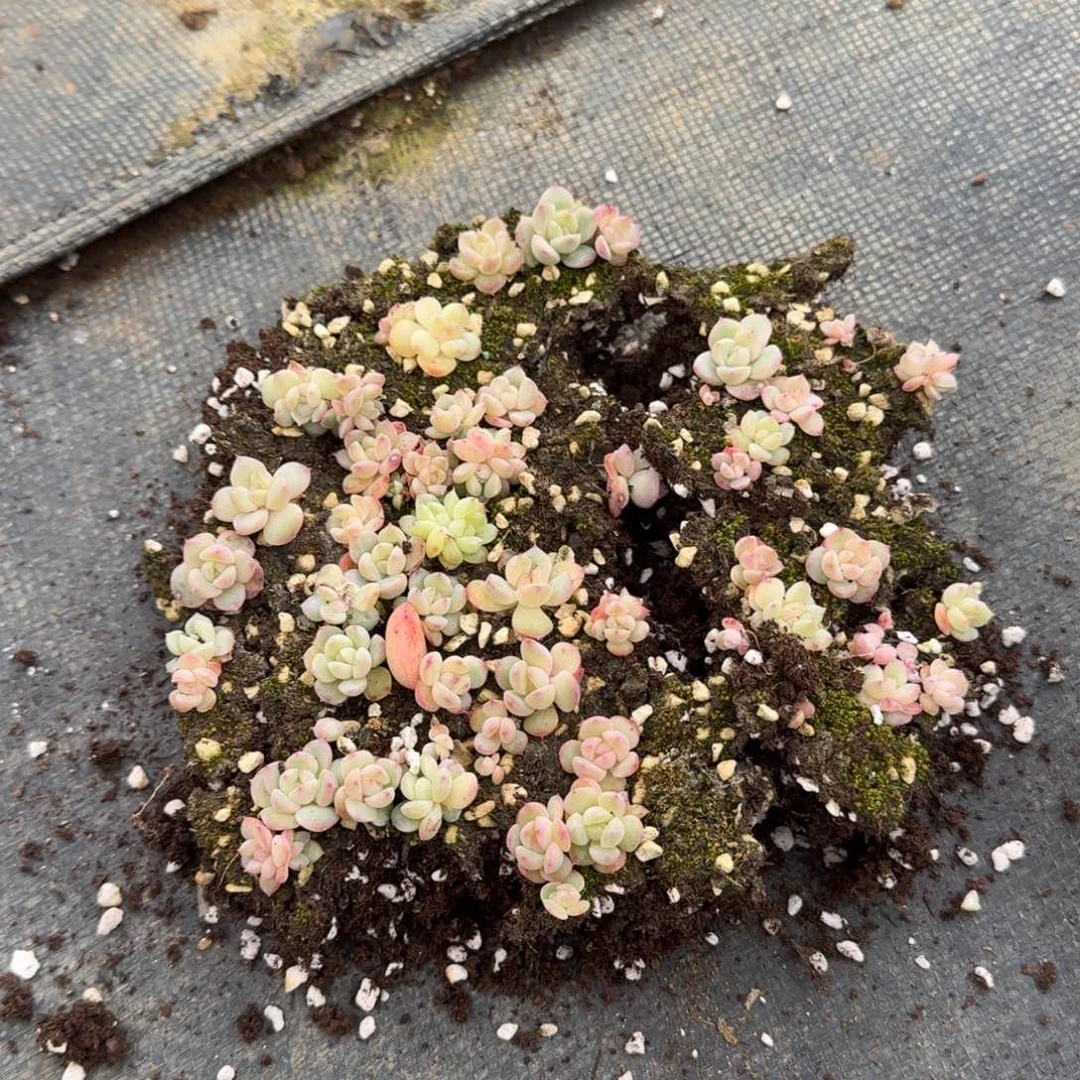 编号珍妮切糕一份量拍1-15靠着表箱