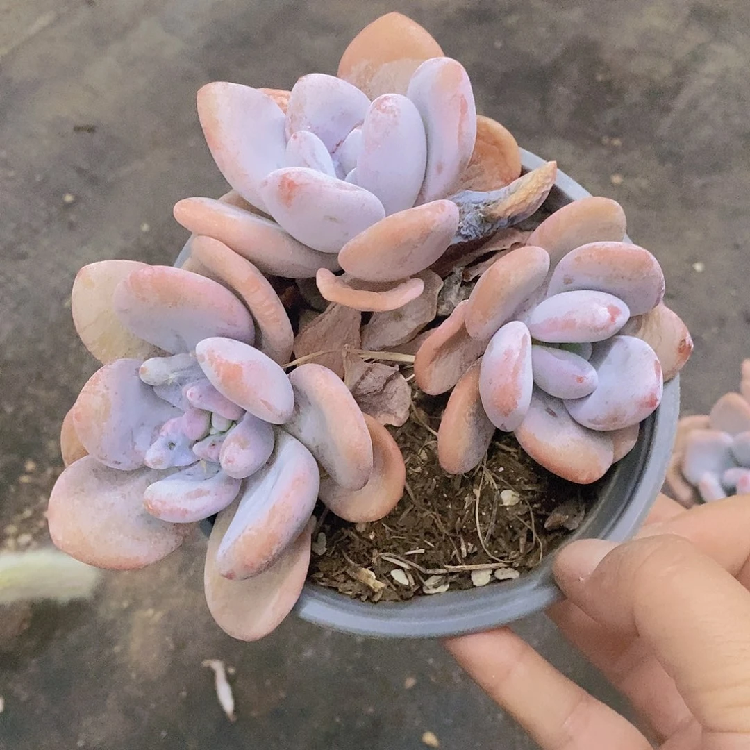 粉兔三头起发，120杯