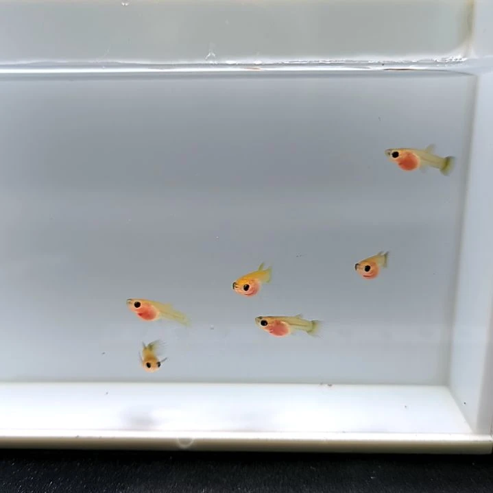 孔雀鱼精品孔雀与幻彩玻璃猫大c苗子6条含一条备损