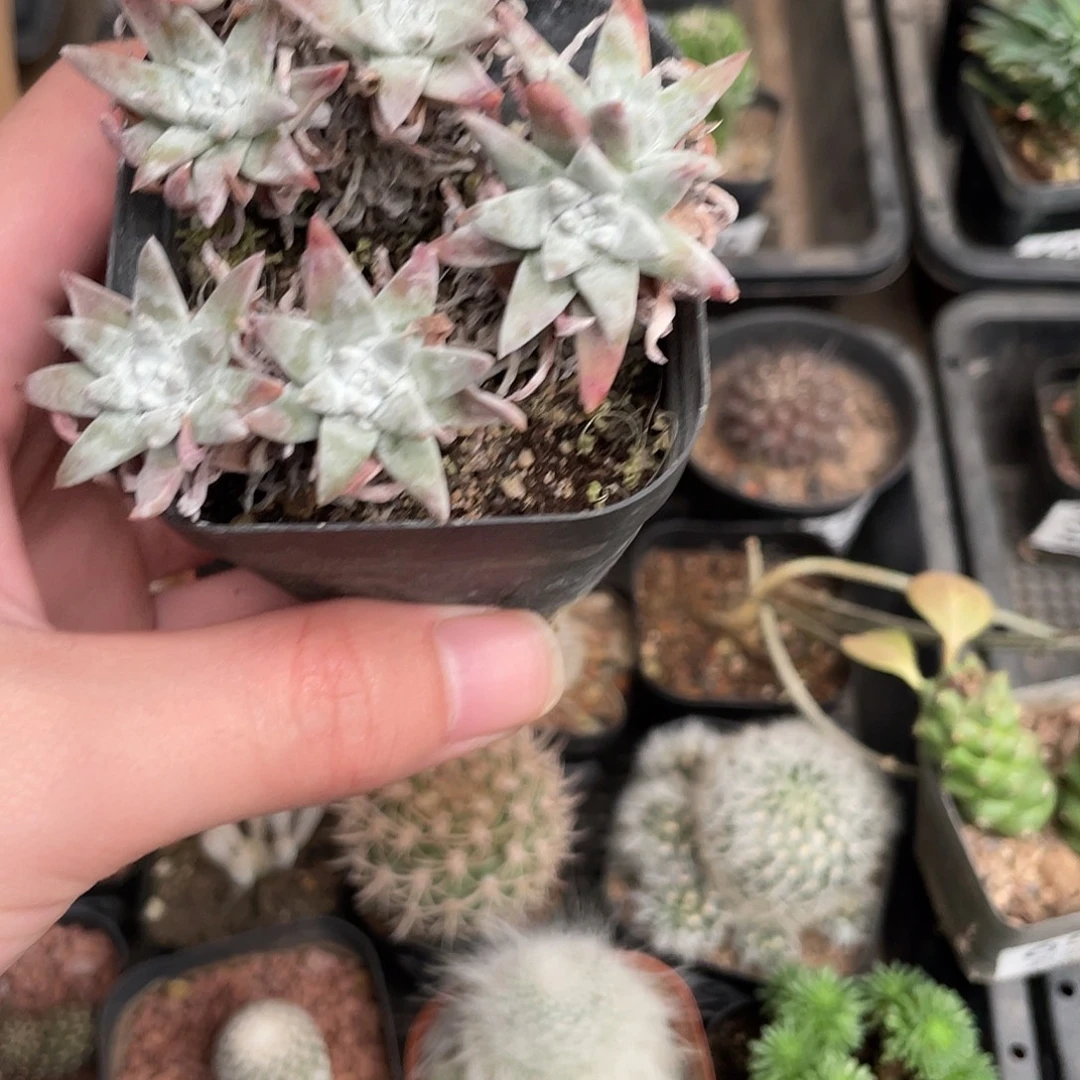 496白菊（满18包邮）