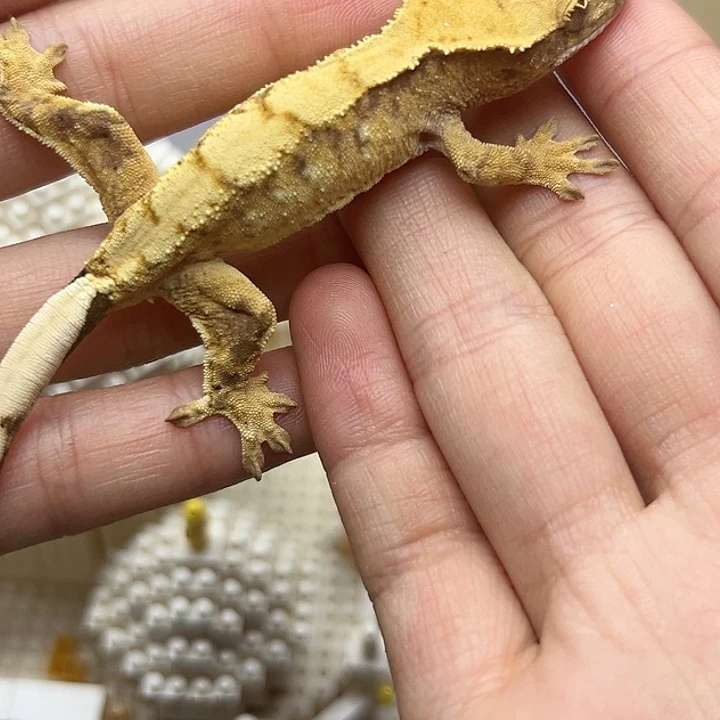 睫角守宫6.4g金条妹妹