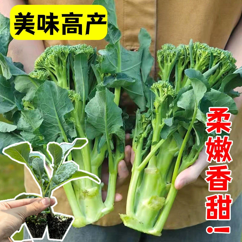 西兰苔秧苗西洋芥兰种籽芥蓝秋季菜苔四季阳台盆栽西兰蓝花蔬菜