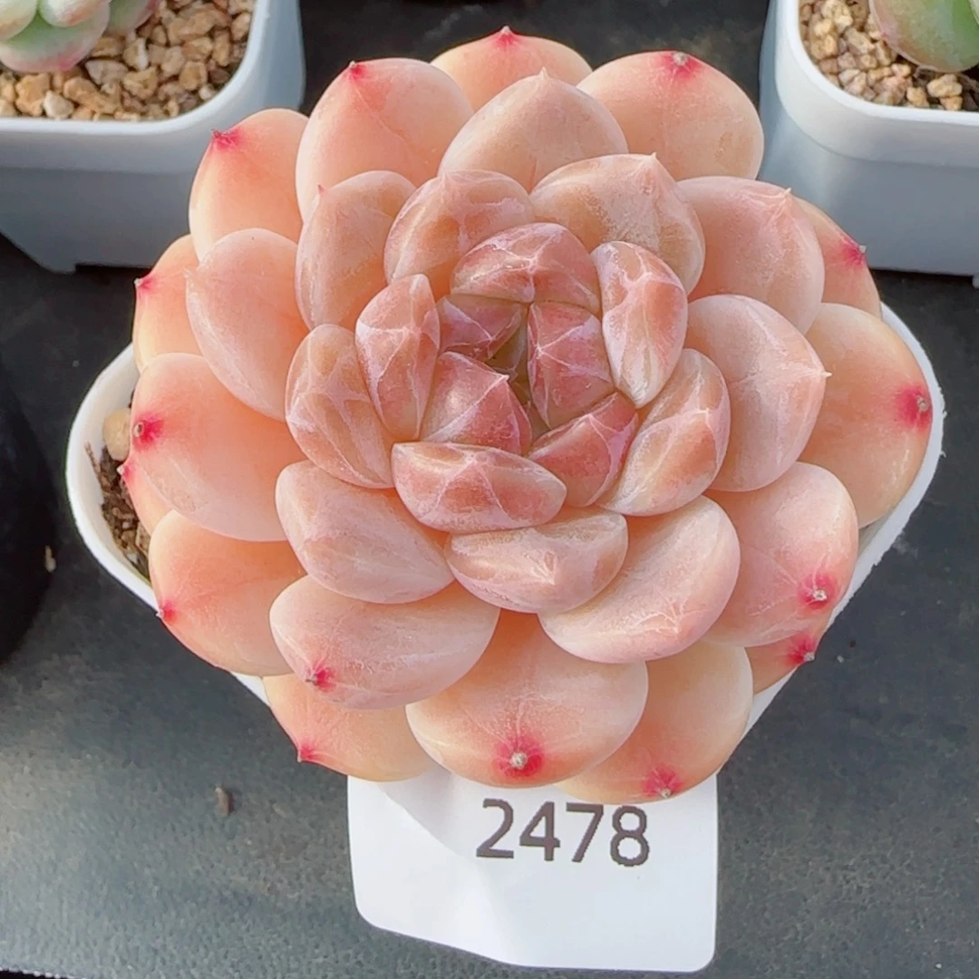 冰魄，2478多肉植物