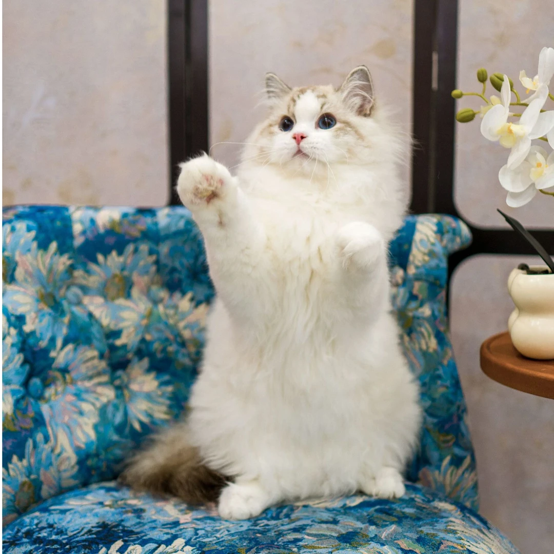 拉菲·大体格超温柔海山猫双色布偶猫弟弟