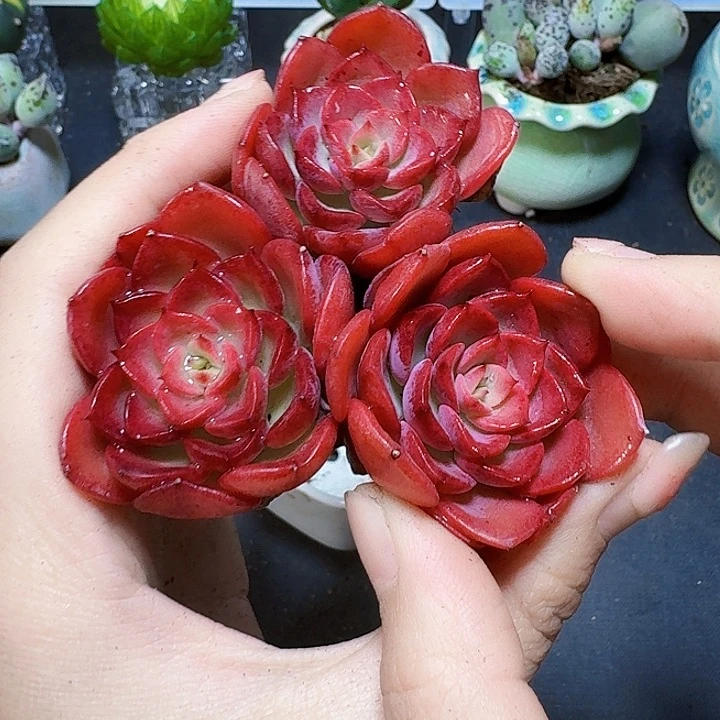 3颗高贵裸根福利炸