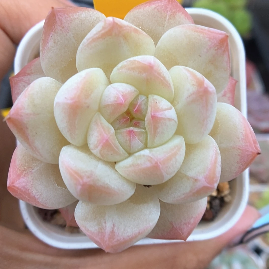 白桃汽水可拍213号