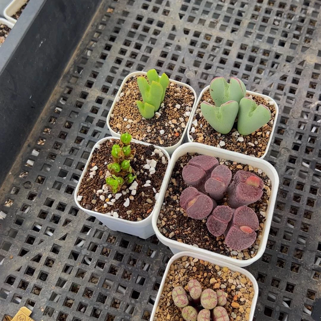 蘑***邮一组植物带盆多肉百科