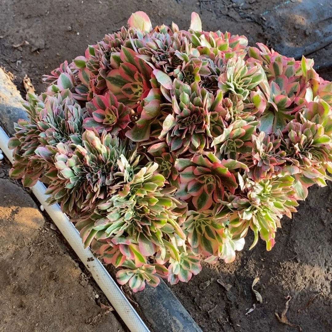 粉女巫缀化1588号多肉