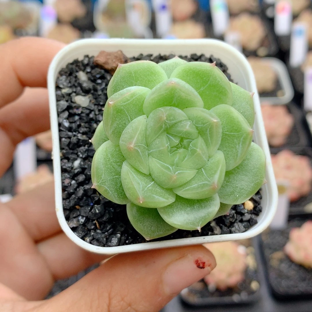 58包邮 群生不包整12