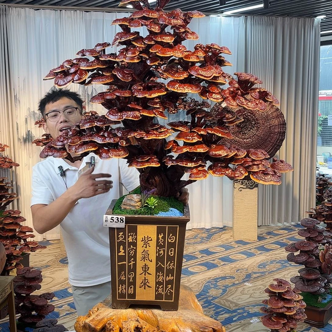 无花朵888888888888