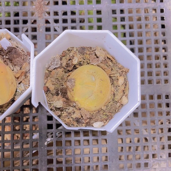 精品毛汗尼带盆土发