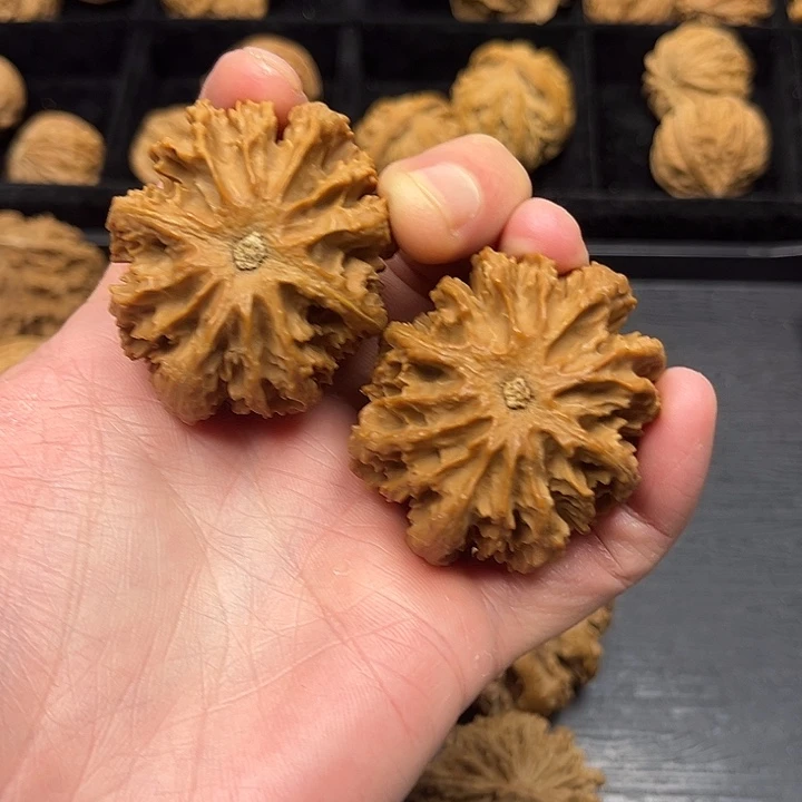 木质类秦岭突突突突突突突