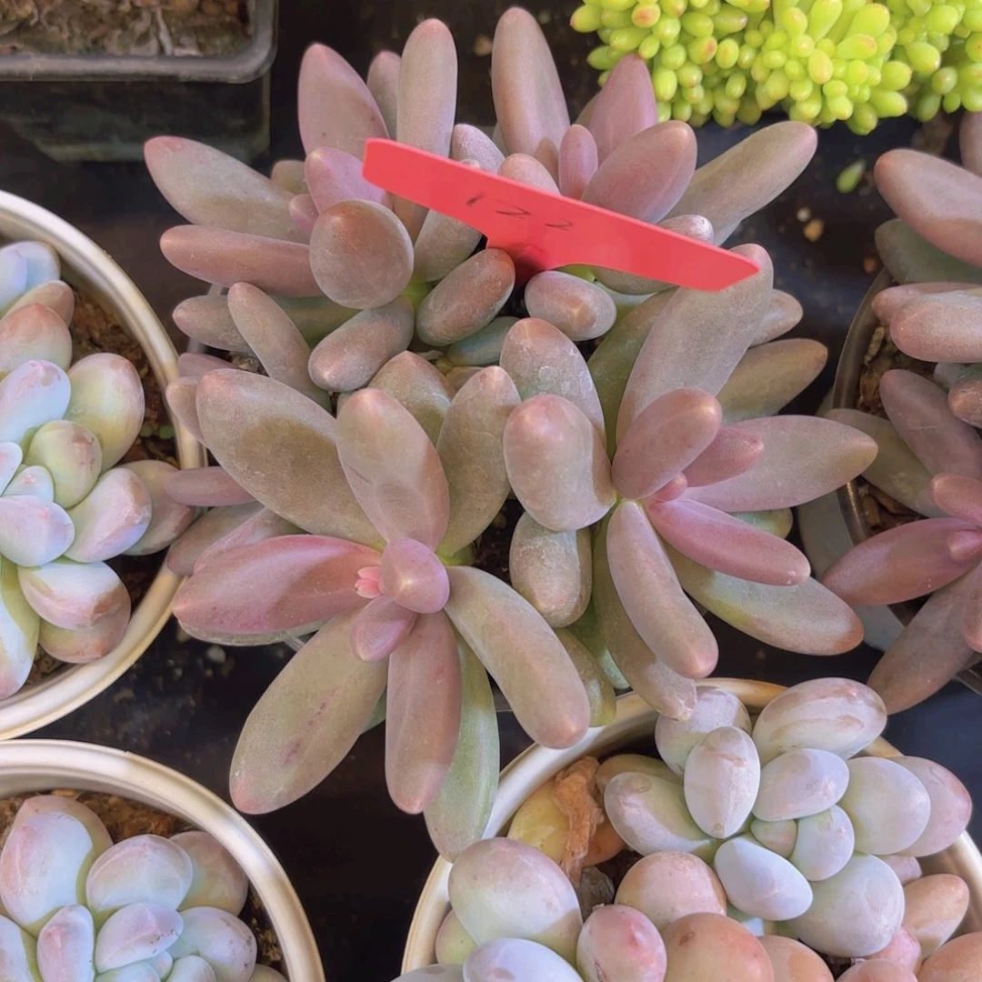 Y***a云南金致家精品多肉