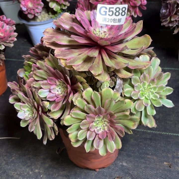 瑞妈一物一拍588