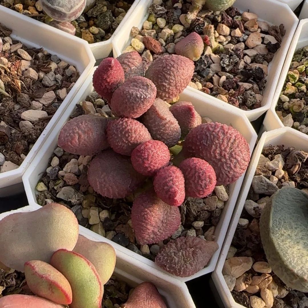 园艺233水泡多肉植物