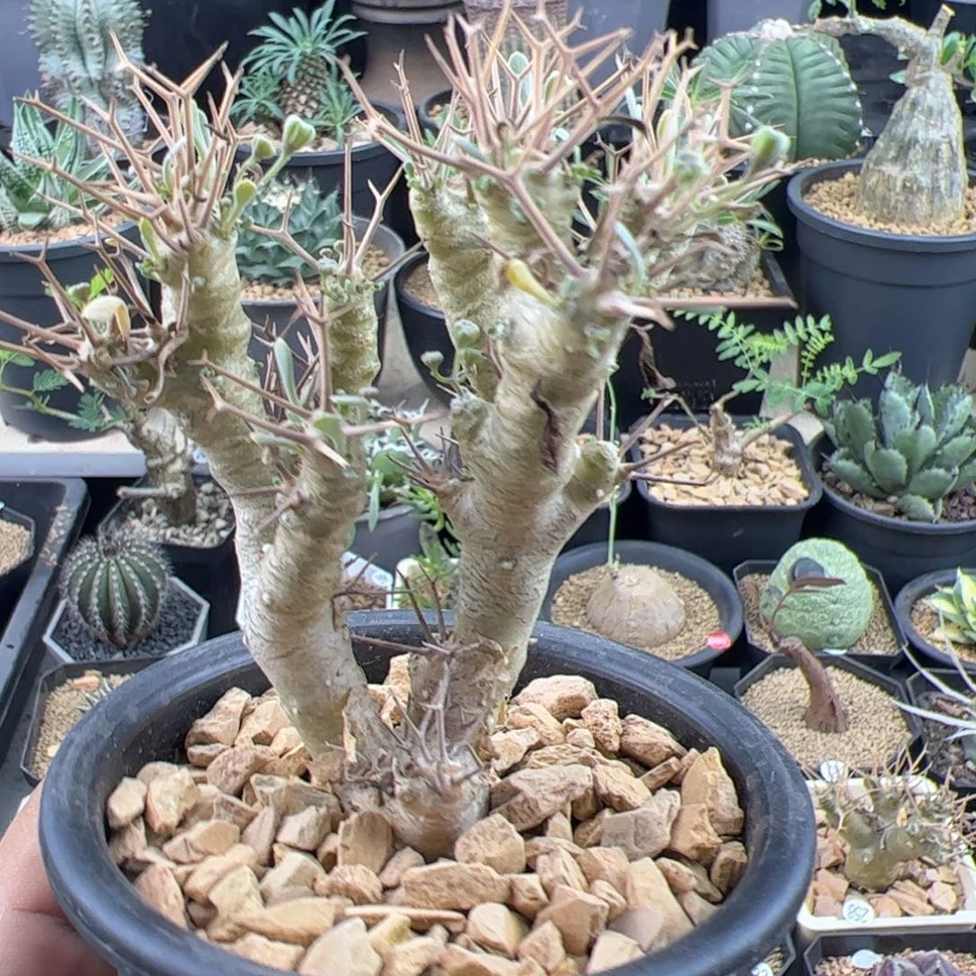 黑鬼殿厚敦菊一物一拍