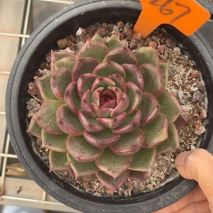 两单包邮，一物一拍267