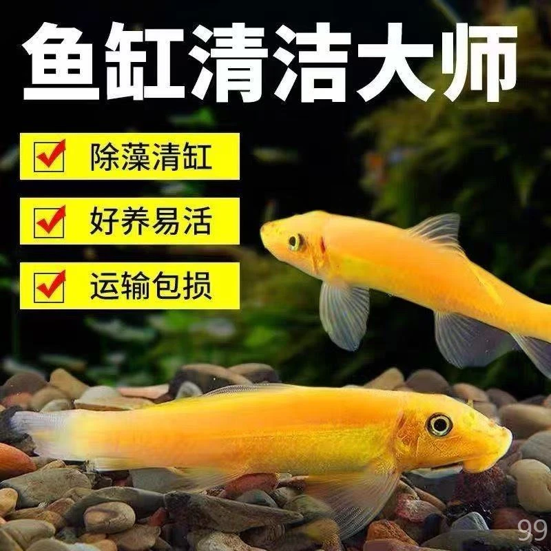 金苔鼠鱼清洁鱼清道夫观赏鱼鱼缸除藻小型工具鱼
